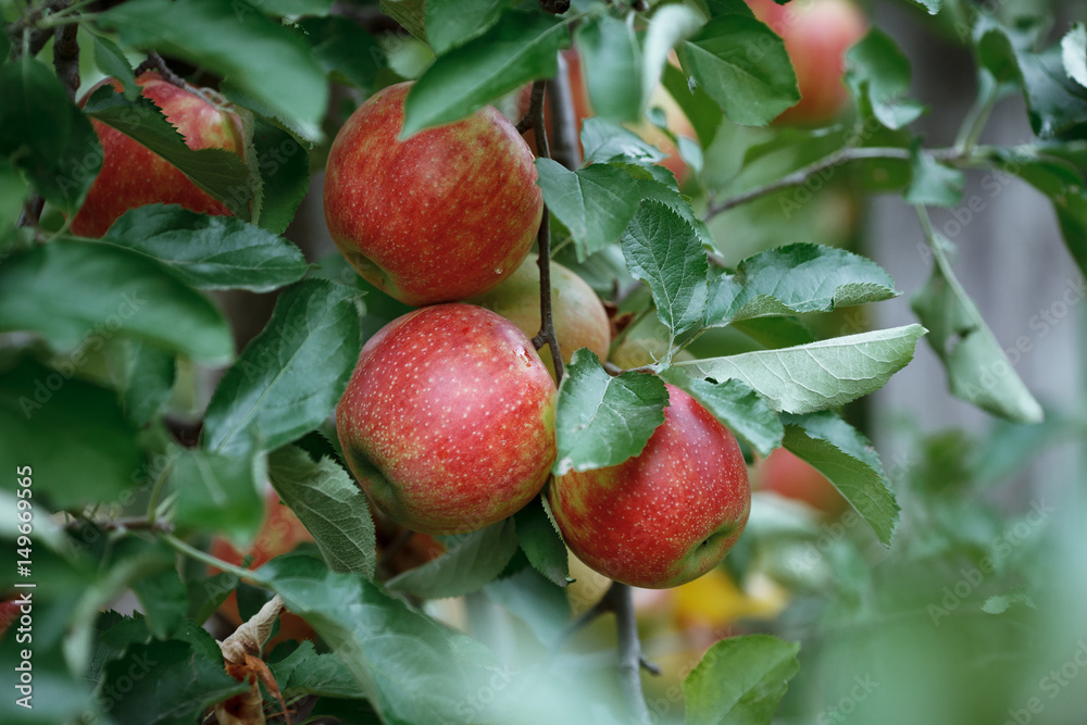 Closeup of a branch with fresh red apples