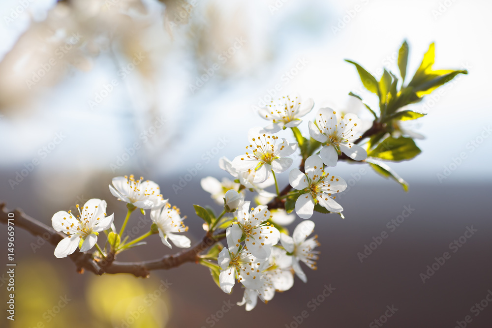 Macro shot of blooming in spring flowers of plum tree