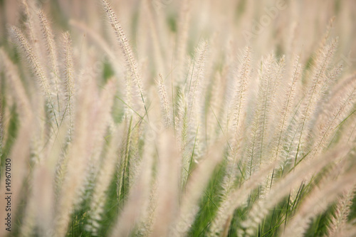 white reeds grass background texture