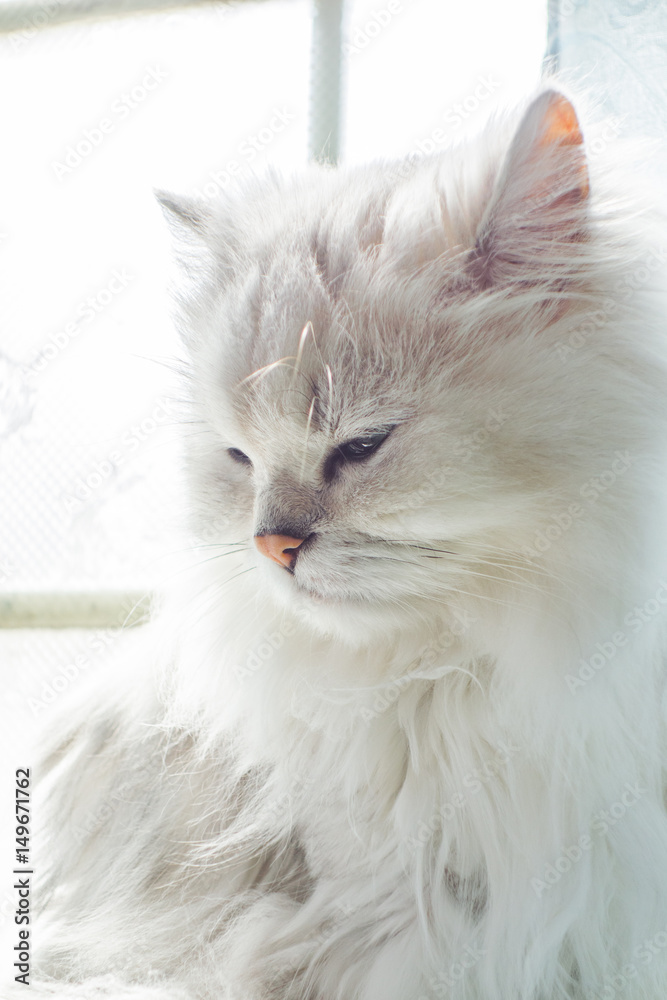 Fototapeta premium 眠そうな猫