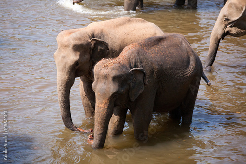 Indian elephants bathing in the river.