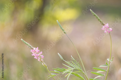 A photo of a pink wild flower. Selective focus. © Bastetamon