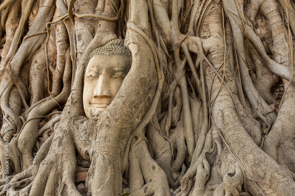 Buddha Head in Tree Roots in Wat Mahathat , Ayuthaya , Thailand Buddha Head in Tree Roots in Wat Mahathat , Ayuthaya , Thailand