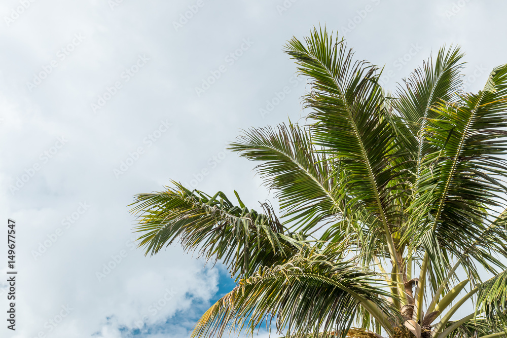 Palm trees background, tropical Bali island, Indonesia. Palm trees background, tropical Bali island, Indonesia.