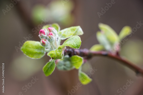 Apple Blossoms in Spring
