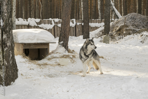 husky dog in winter near the booth