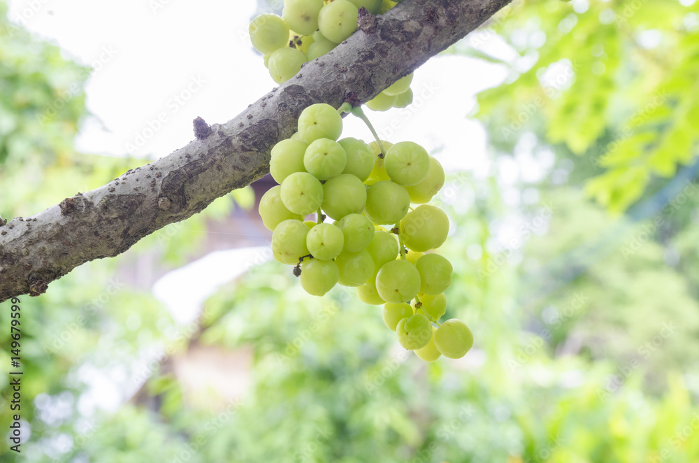 star gooseberry or Phyllanthus acidus on tree star gooseberry or Phyllanthus acidus on tree