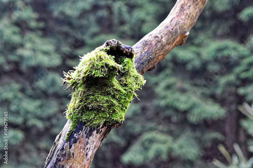 Green algae in the cut portion of the tree