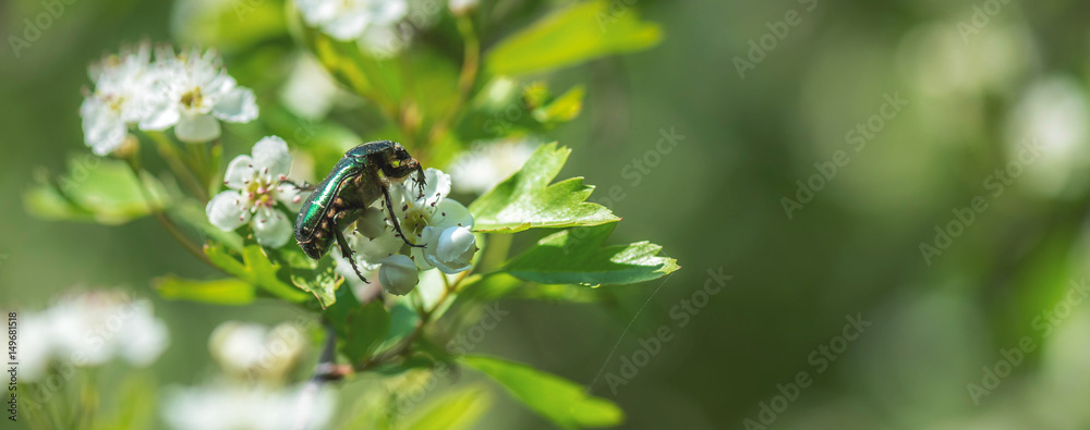 Gemeiner Rosenkäfer Gemeiner Rosenkäfer