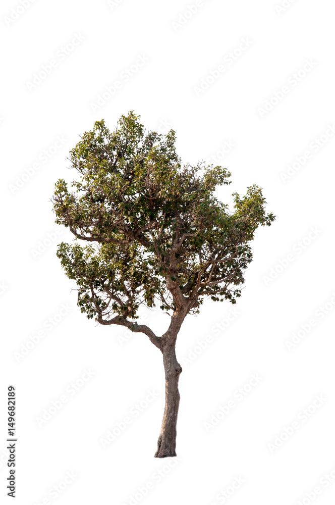 Great tree on white isolation Great tree on white isolation