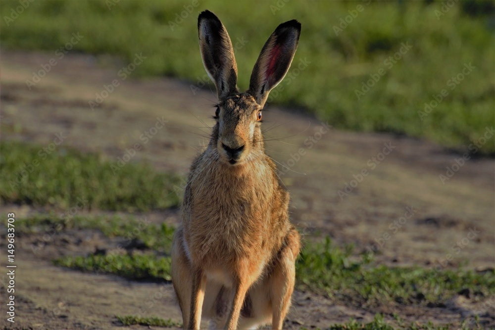 Watching rabbit Watching rabbit