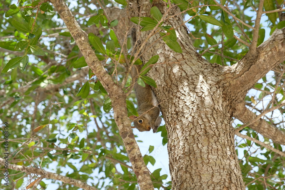 Fluffy squirrel sitting in a tree with nuts