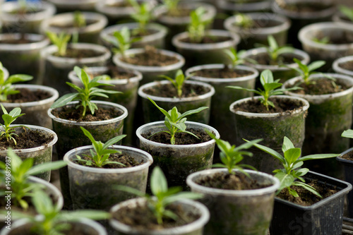 Vegetable seedlings in plastic flower pots from above