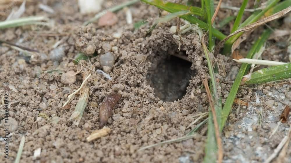ants at work at their cave entrance ants at work at their cave entrance