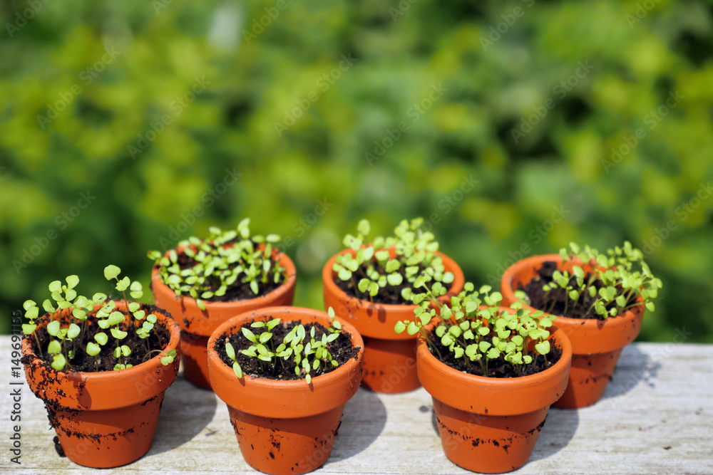 flower pots