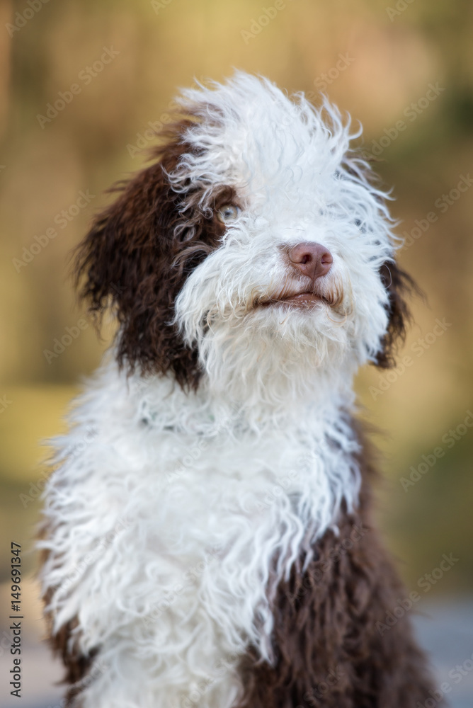 funny spanish water dog puppy portrait