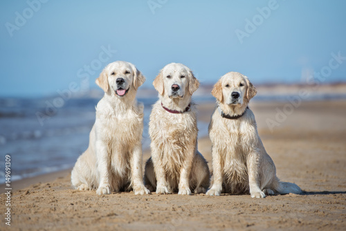 three happy golden retriever dogs sitting on a beach