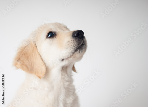 English Golden Retriever