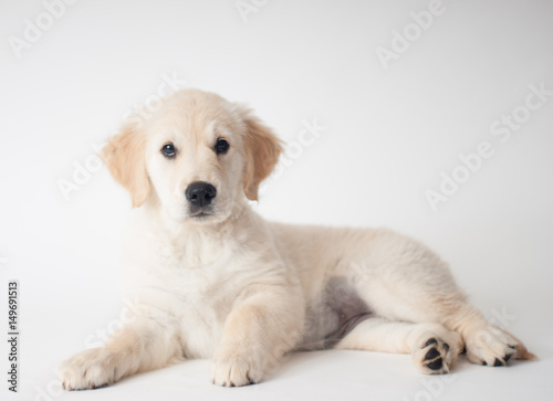 English Golden Retriever