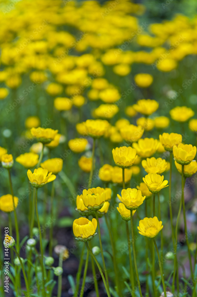 Yellow Buttercup flowers (Ranunculus) growing in the garden