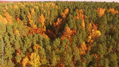 Aerial: The autumnal forest in Poland photo