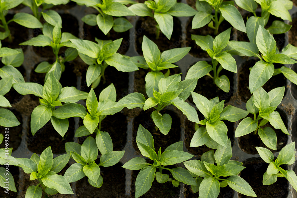 Seedlings of bell pepper in plastic boxes at greenhouse Seedlings of bell pepper in plastic boxes at greenhouse