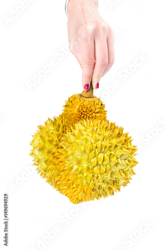 Hand holding sharp durian tropical fruit isolated