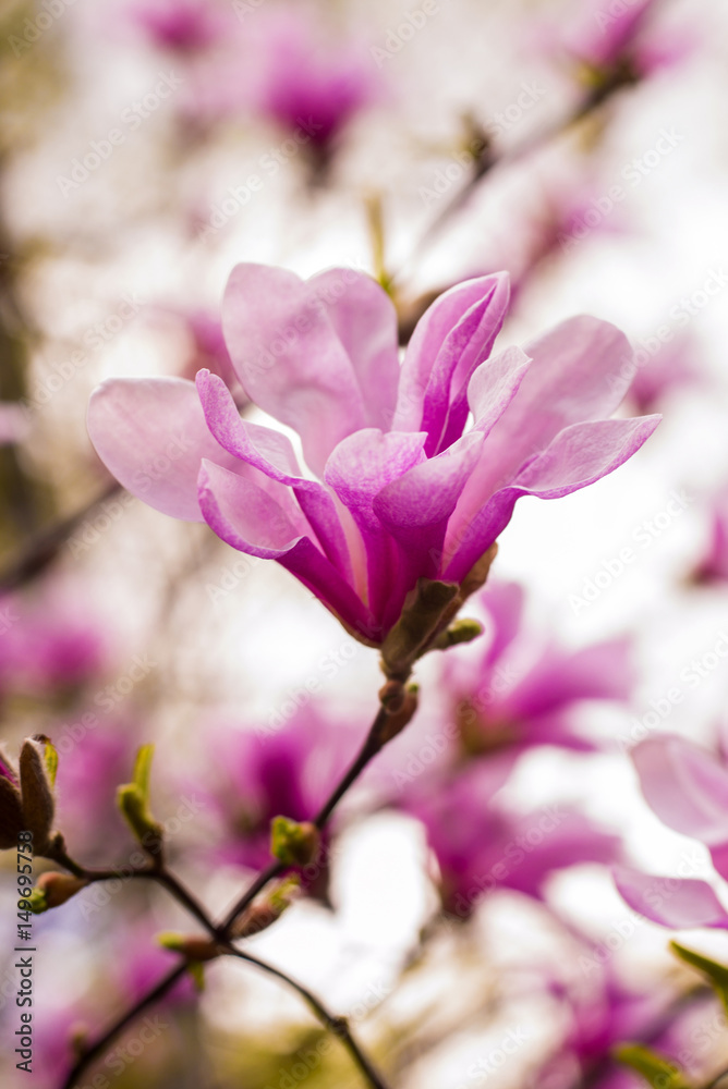 Fototapeta premium decoration of few magnolia flowers. pink magnolia flower. Magnolia. Magnolia flower, spring branch