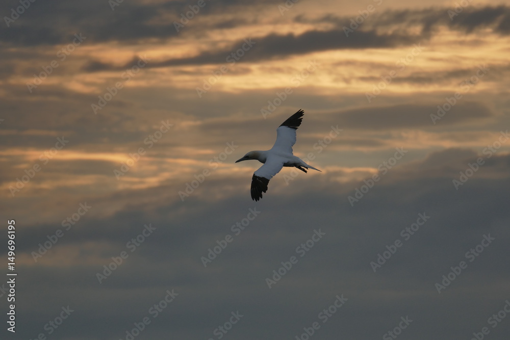 Obraz premium Basstölpel Helgoland