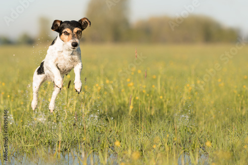 Fliegender Hund - Jack Russell Terrier 7 Jahre alt rennt über eine nasse grüne Wiese