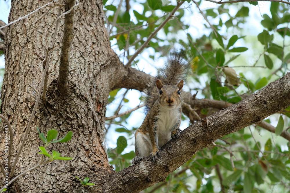 Fluffy squirrel sitting in a tree with nuts