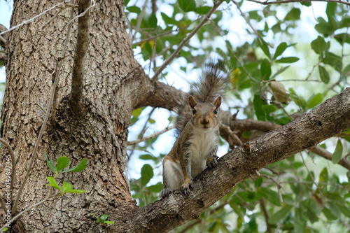 Fluffy squirrel sitting in a tree with nuts © Sandra
