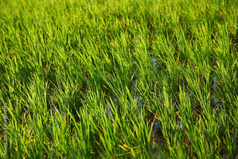 Rice field in india Rice field in india