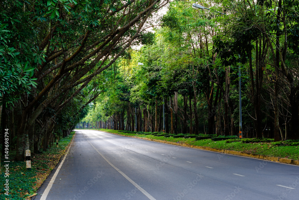 Road way among green nature tree in beautiful scenery