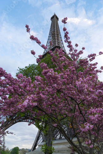 The Eiffel Tower with trees in bloom.