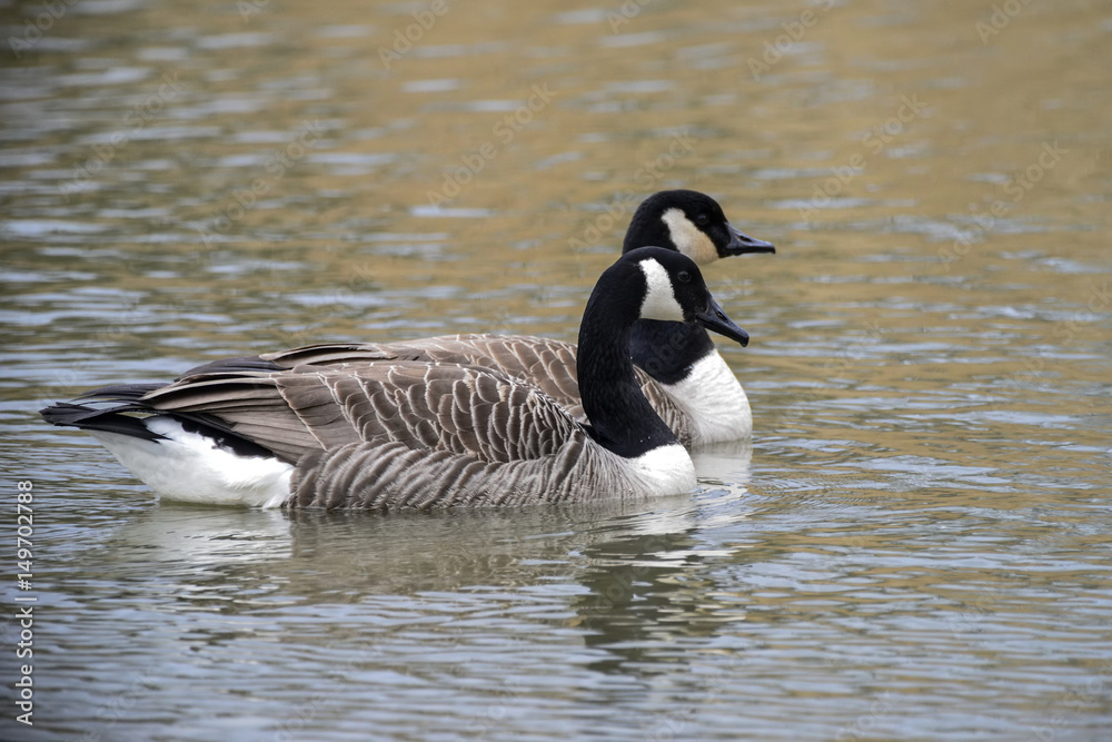Two Canada Geese gliding on water in Spring Branta Canadensis Two Canada Geese gliding on water in Spring Branta Canadensis