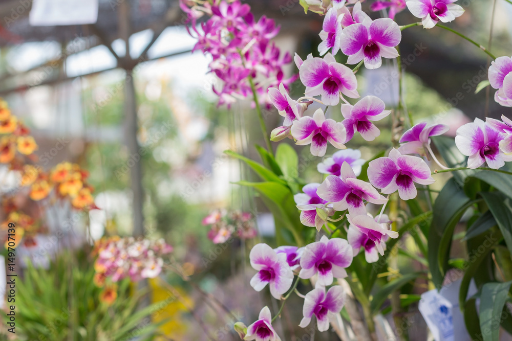 Fototapeta premium orchid flowers with leaves