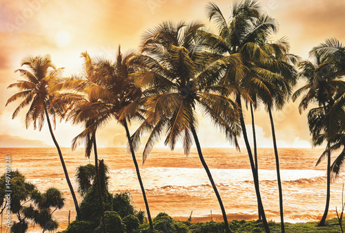 Palm trees at sunset light. Goa. India vintage style photo. Instagram filter.Serenity tropical beach.