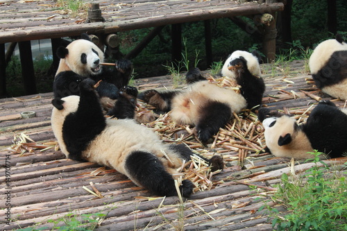 Pandas family lunch photo