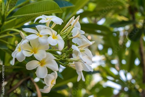 Plumeria flowers are most fragrant at night in order to lure sphinx moths to pollinate them. The flowers yield no nectar.