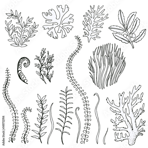 set hand-drawn doodle algae. Vector isolated on white