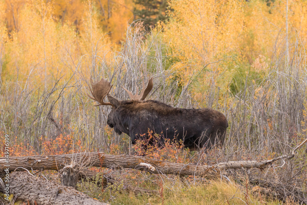 Bull Shiras Moose During the Fall Rut Bull Shiras Moose During the Fall Rut