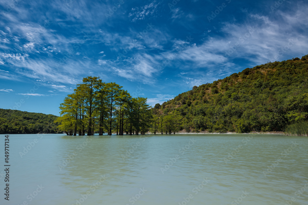 Small swamp cypress (Taxodium distichum) grove growing in water of Sukko lake,  Krasnodar Krai, Russia