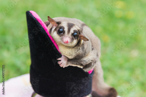 Sugar glider sitting on pet s chair and looking at the camera over green yard in the garden  relaxing time