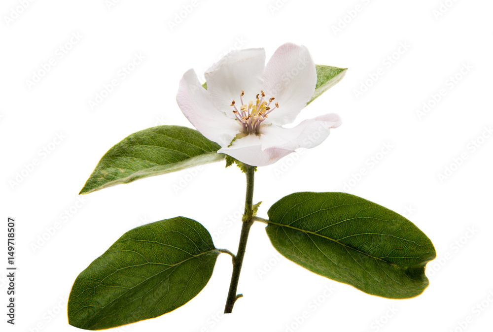 Obraz premium Quince flower
