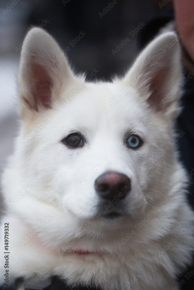 Head of big white dog with brown and blue eyes