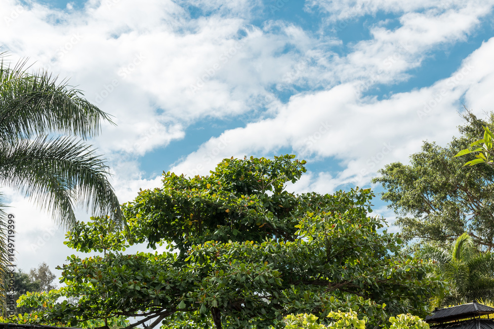 Naklejka premium Palm trees background, tropical Bali island, Indonesia.