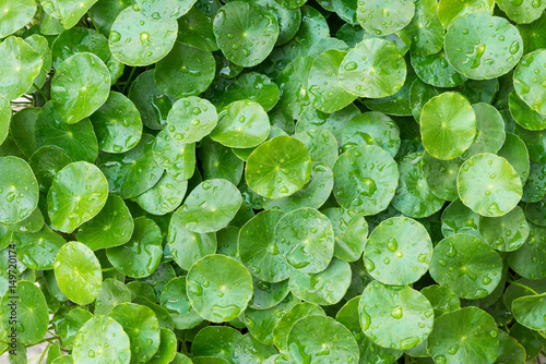 Water drops on rounded green leaves plant (Hydrocotyle Umbellata or Water Pennywort), nature background, nature pattern background photo