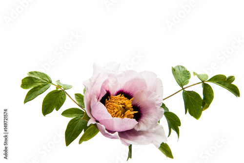Fototapeta Naklejka Na Ścianę i Meble -  Peony