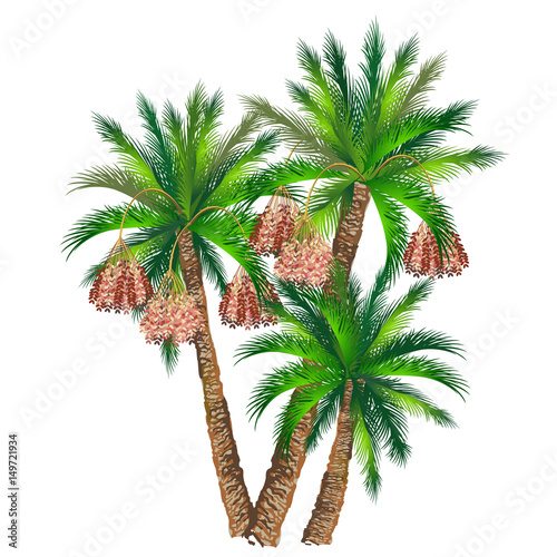Date palm (Phoenix dactylifera). Hand drawn vector illustration of palm trees with fruits on white background.